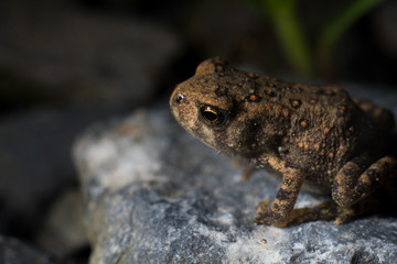 spring peeper