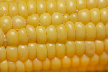 Fresh corn on cobs, closeup
