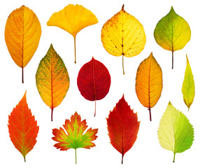 Collection beautiful colorful autumn leaves isolated on white background. Autumn background.