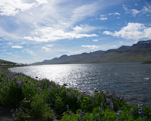 Landschaft am Fáskrúðsfjörður / Ostfjorde - Island