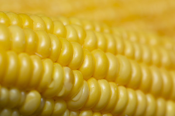 Fresh corn on cobs, closeup