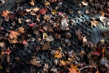 red maple leaves dry on ground