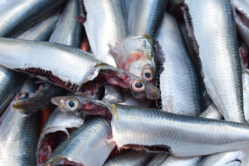 Sardine and pilchard are common names used to refer to various small, oily fish in the herring...