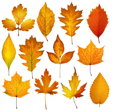 Collection beautiful colorful autumn leaves isolated on white background. Autumn background.