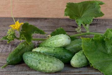 Fresh cucumbers on a wooden background