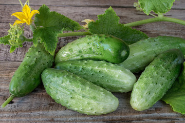 Fresh cucumbers on a wooden background