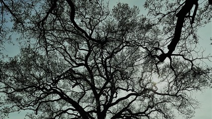 Silhouetted tree branches against a pale blue-green sky