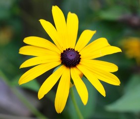 A close view on the bright yellow black eyed susan flower.