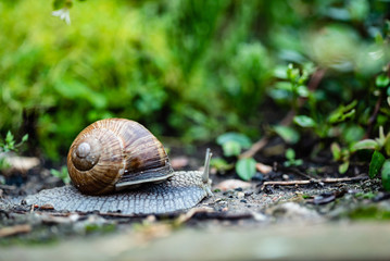 snail in the garden