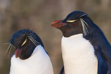 Poster Pair of Rockhopper Penguins (Eudyptes chrysocome) at their nesting site on the cliffs of Bleaker Island in the Falkland Islands © JeremyRichards