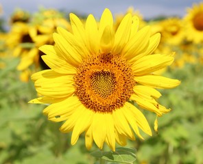 The large bright yellow sunflower on a close up view.