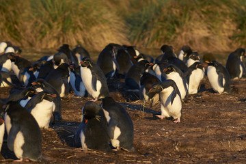 Rockhopper Penguin (Eudyptes chrysocome) gathering nesting material on Bleaker Island in the...