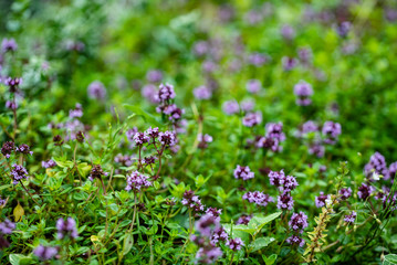 blooming thyme closeup