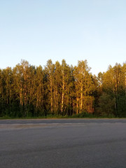 Obraz premium Wonderful Russian forest on the border with the roadway