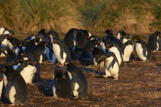 Rockhopper Penguin (Eudyptes chrysocome) gathering nesting material on Bleaker Island in the Falkland Islands.
