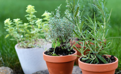 herbs in pots