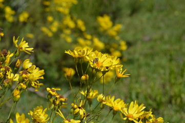 Yellow flowers