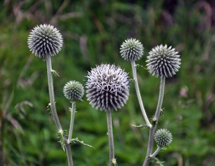Flowering echinops ritro