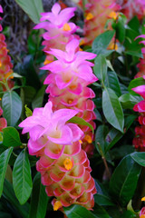 Pink wild orchid in the forest, the background is green leaves.