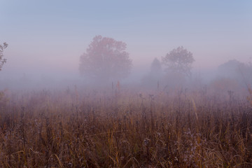 Fototapeta na wymiar Autumn beautiful foggy morning. Fog over dry grass meadow and oaks on background.