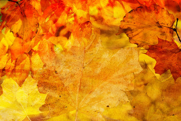 Naklejka na ściany i meble Background from colorful fallen leaves