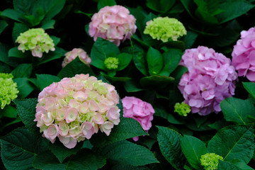 pink flowers and background are green leaves, beautiful colors.