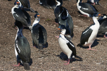 Imperial Shag (Phalacrocorax atriceps albiventer) carrying nesting material on Bleaker Island on the Falkland Islands