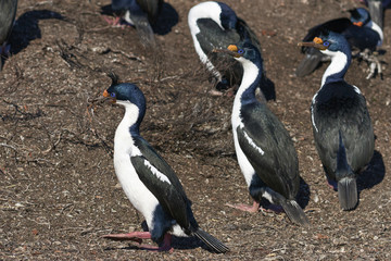 Obraz premium Imperial Shag (Phalacrocorax atriceps albiventer) carrying nesting material on Bleaker Island on the Falkland Islands