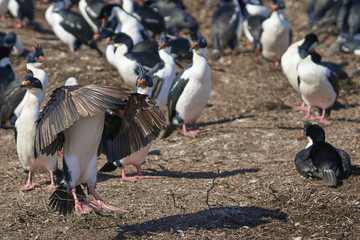 Imperial Shag (Phalacrocorax atriceps albiventer) coming into land among a large breeding colony on...