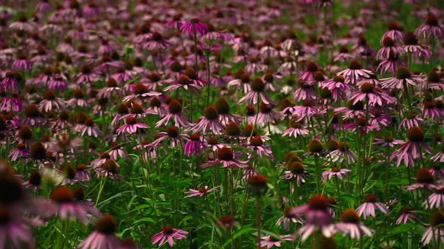 Flowers echinacea on a flower field