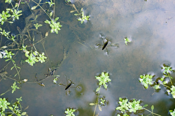 Common water striders mating