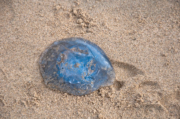 one blue dead Jellyfish on the sandy beach