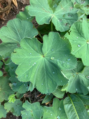 Water drops on top of green leaves