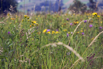 bright wild flowers in the field