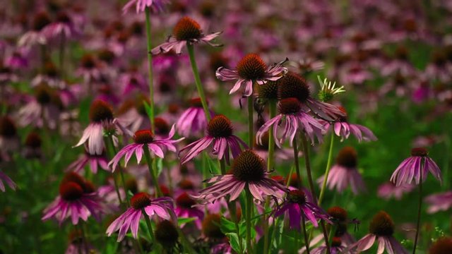 Flowers echinacea on a flower field