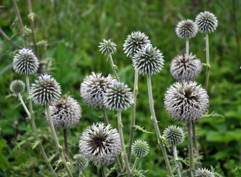 Flowering Echinops Ritro