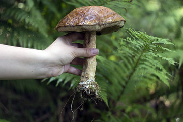 Close up view of edible forest mushroom brown cap boletus growing in the forest