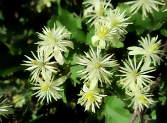 Fleurs de clématite vigne-blanche (Clematis vitalba) dans la nature. 