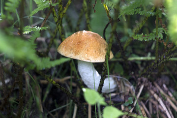 Two bright white mushrooms with orange cap Leccinum or Boletus grow in the autumn forest in the sunlight. Close up with selective focus and neutral soft background of moss, grass and ground.