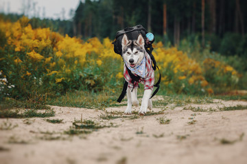 Northern dog like a tourist with a backpack