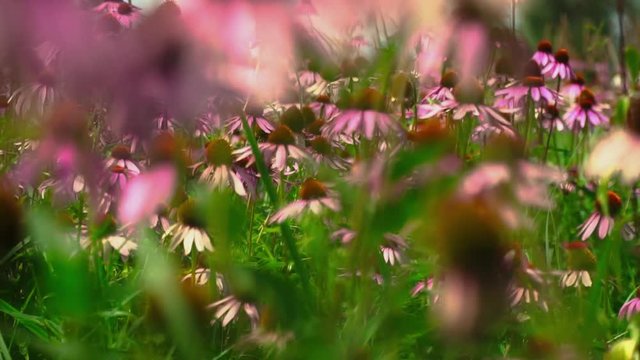 Flowers echinacea on a flower field