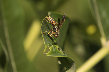 European Hornet (Vespa crabro) sealing up paralyzed Monarch butterfly (Danaus plexippus) caterpillar as food for future use.
