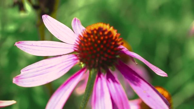 Beautiful flower of echinacea swayed in the wind.