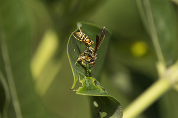 European Hornet (Vespa crabro) sealing up paralyzed Monarch butterfly (Danaus plexippus) caterpillar as food for future use.