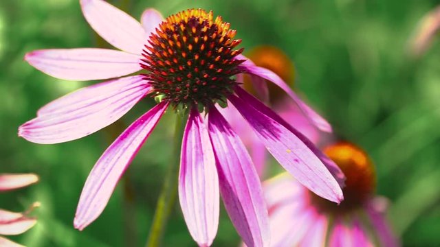 Beautiful flower of echinacea swayed in the wind.