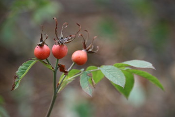Hagebutten am Strauch für Tee 1