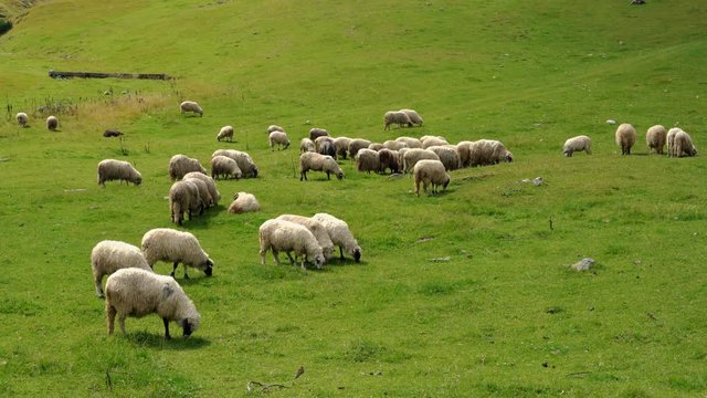 Sheep on the mountain - (4K)