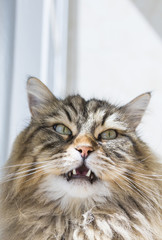 Beauty cat of livestock, siberian purebred. Adorable domestic pet with long hair outdoor,hypoallergenic animal