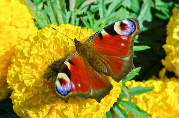 beautiful flowers growing on a flower bed, marigolds of yellow color grew in a garden