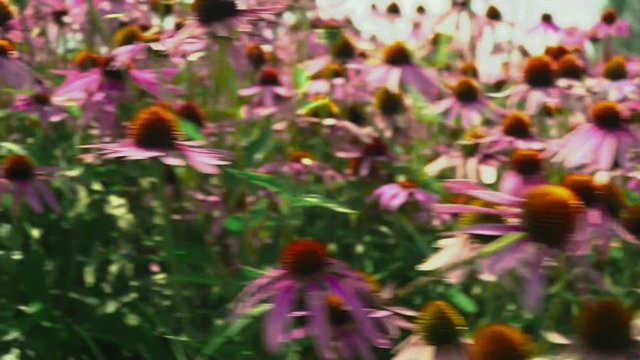 Flowers echinacea on a flower field